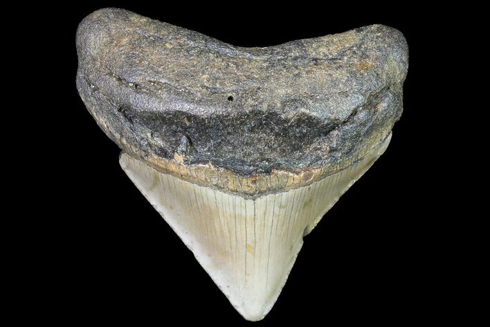 Bargain, Megalodon Tooth - North Carolina #76333